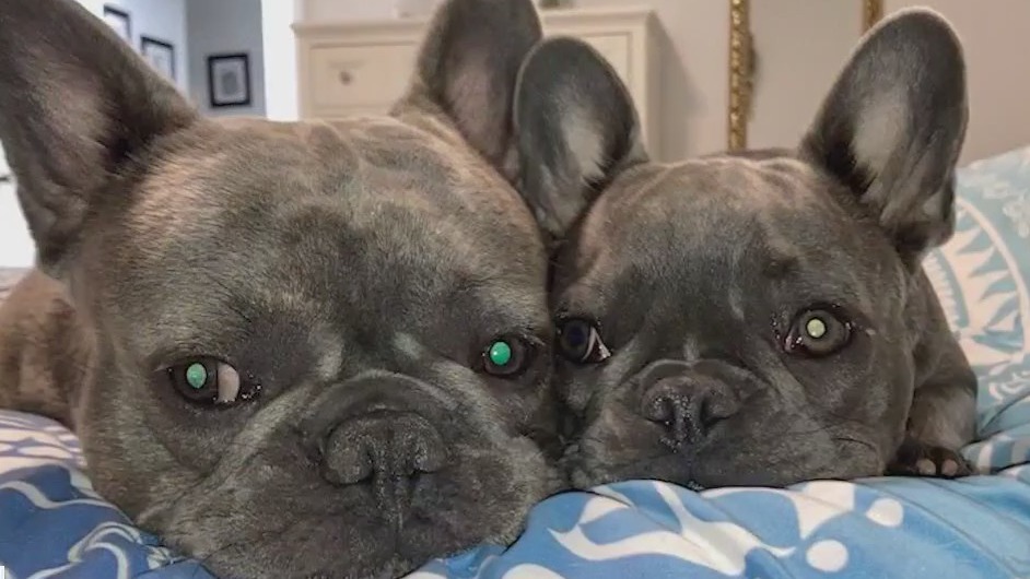 Florida woman says French bulldogs were stolen from front yard